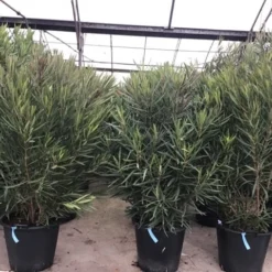Smalbladige Oleander (Nerium Oleander 'Papa Gambetta') 7 Smalbladige Oleander (Nerium Oleander 'Papa Gambetta') -Tuin Puur Verkoop oleanderpapagambetta 1