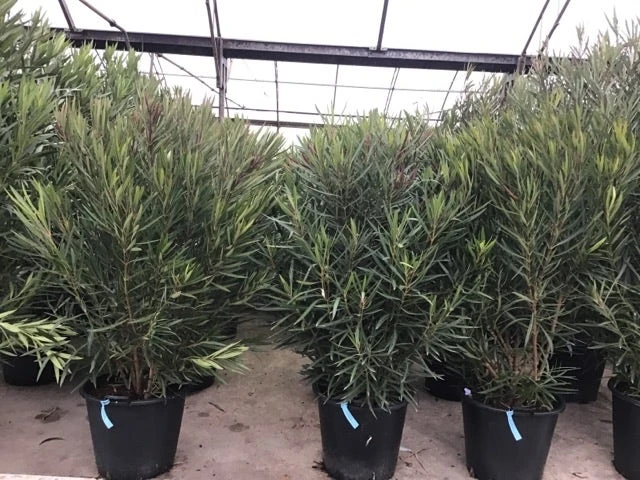 Smalbladige Oleander (Nerium Oleander 'Papa Gambetta') 5 Smalbladige Oleander (Nerium Oleander 'Papa Gambetta') - Afbeelding 3