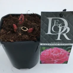 Pioenroos (Paeonia Dr. 'Alexander Fleming') 8 Pioenroos (Paeonia Dr. 'Alexander Fleming') -Tuin Puur Verkoop paeonia alexander fleming v1