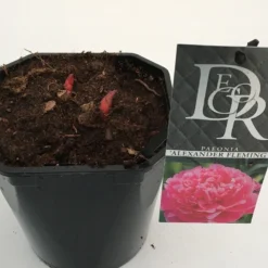 Pioenroos (Paeonia Dr. 'Alexander Fleming') 9 Pioenroos (Paeonia Dr. 'Alexander Fleming') -Tuin Puur Verkoop paeonia alexander fleming v2