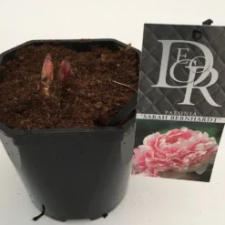 Pioenroos (Paeonia 'Sarah Bernhardt') 10 Pioenroos (Paeonia 'Sarah Bernhardt') -Tuin Puur Verkoop paeonia sarah berhardt v2