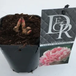 Pioenroos (Paeonia 'Sarah Bernhardt') 11 Pioenroos (Paeonia 'Sarah Bernhardt') -Tuin Puur Verkoop paeonia sarah bernhardt v1