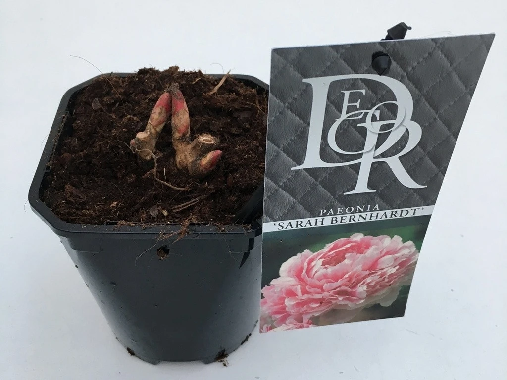 Pioenroos (Paeonia 'Sarah Bernhardt') 7 Pioenroos (Paeonia 'Sarah Bernhardt') - Afbeelding 5