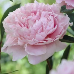 Pioenroos (Paeonia 'Sarah Bernhardt')