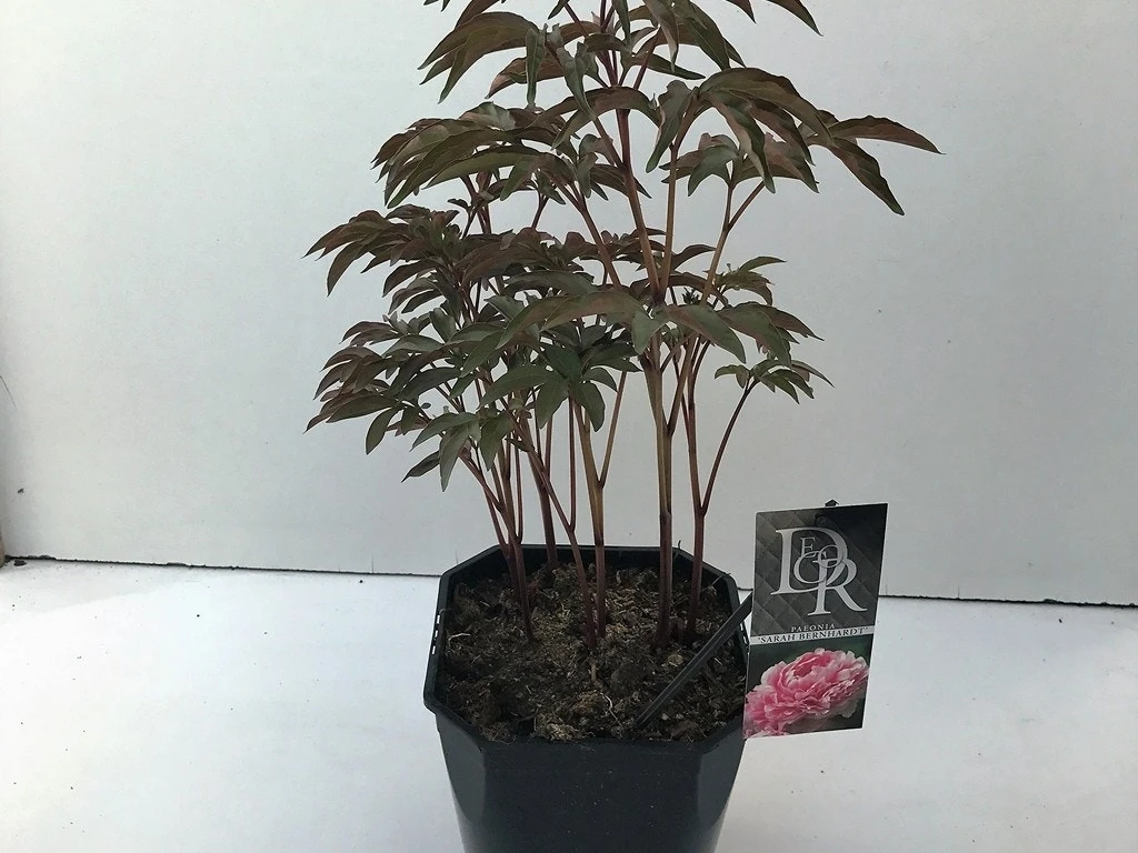 Pioenroos (Paeonia 'Sarah Bernhardt') 4 Pioenroos (Paeonia 'Sarah Bernhardt') - Afbeelding 2