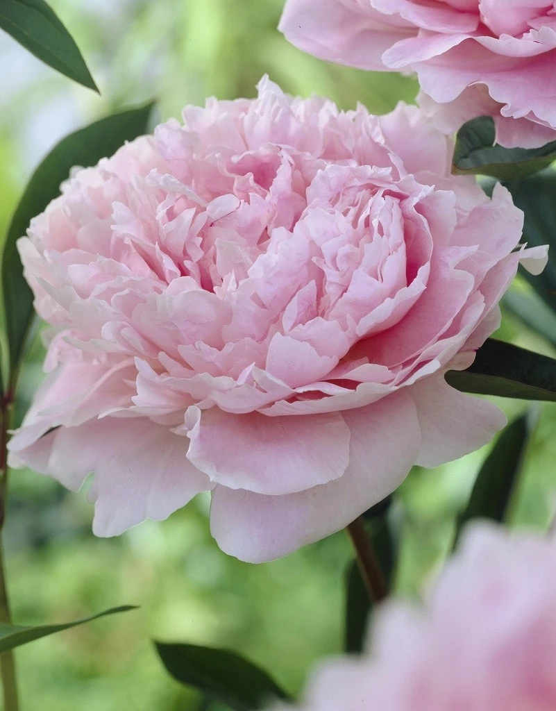 Pioenroos (Paeonia 'Sarah Bernhardt') 3 Pioenroos (Paeonia 'Sarah Bernhardt')