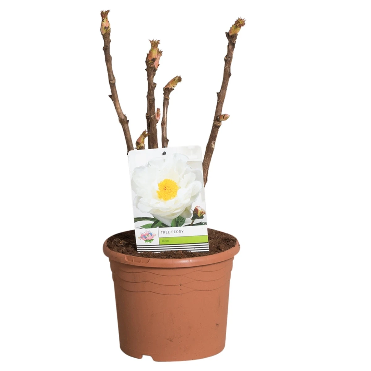 Witte Boompioen (Paeonia Suffruticosa) 4 Witte Boompioen (Paeonia Suffruticosa) - Afbeelding 2