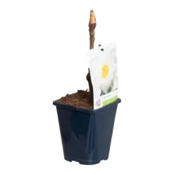 Witte Boompioen (Paeonia Suffruticosa) 9 Witte Boompioen (Paeonia Suffruticosa) -Tuin Puur Verkoop paeonia suff. wit p11 2