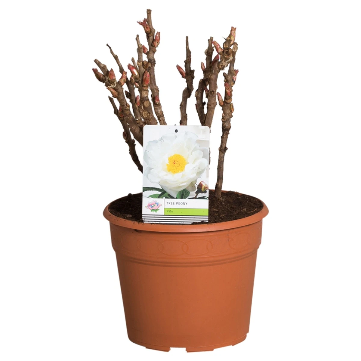 Witte Boompioen (Paeonia Suffruticosa) 5 Witte Boompioen (Paeonia Suffruticosa) - Afbeelding 3