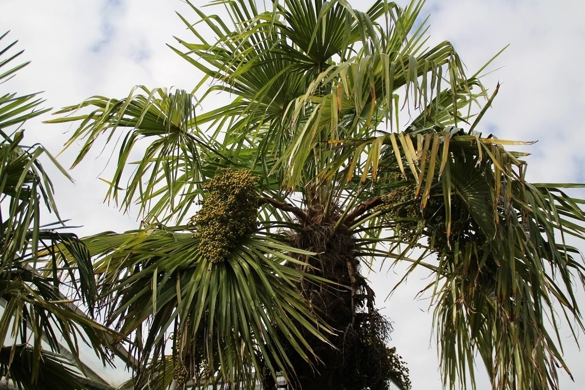 Winterharde Palm (Trachycarpus Fortunei) 8 Winterharde Palm (Trachycarpus Fortunei) - Afbeelding 6