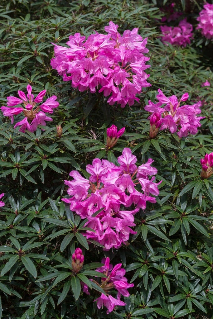 Rhododendron (Rhododendron 'Graziella') 3 Rhododendron (Rhododendron 'Graziella')