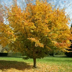 Perzisch IJzerhout Als Boom (Parrotia Persica)