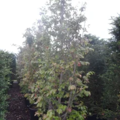 Perzisch IJzerhout Als Boom (Parrotia Persica) 8 Perzisch IJzerhout Als Boom (Parrotia Persica) -Tuin Puur Verkoop parrotia persica 250 300 c130