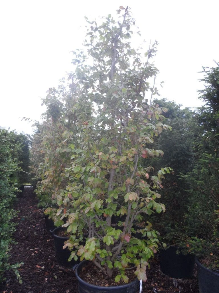 Perzisch IJzerhout Als Boom (Parrotia Persica) 5 Perzisch IJzerhout Als Boom (Parrotia Persica) - Afbeelding 3