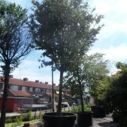 Perzisch IJzerhout Als Boom (Parrotia Persica) 9 Perzisch IJzerhout Als Boom (Parrotia Persica) -Tuin Puur Verkoop parrotia persica 45 50ho c1500