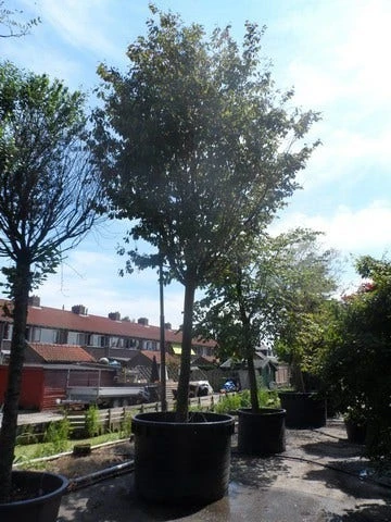 Perzisch IJzerhout Als Boom (Parrotia Persica) 6 Perzisch IJzerhout Als Boom (Parrotia Persica) - Afbeelding 4