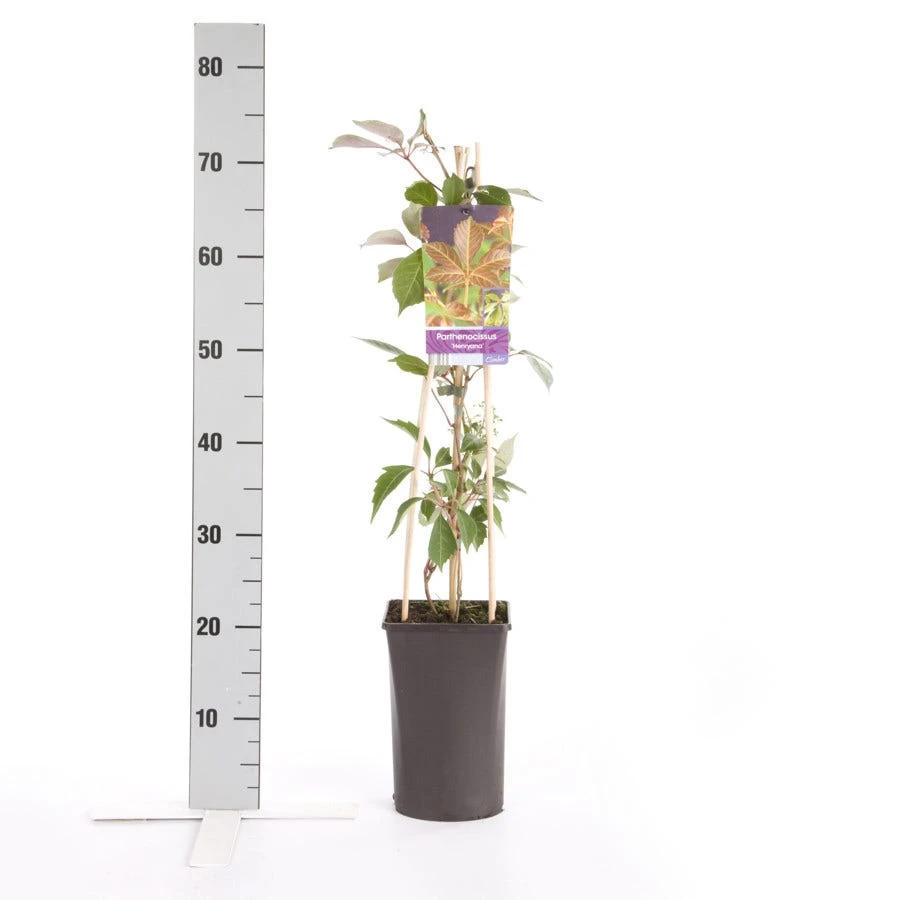 Wilde Wingerd (Parthenocissus 'Henryana') 4 Wilde Wingerd (Parthenocissus 'Henryana') - Afbeelding 2