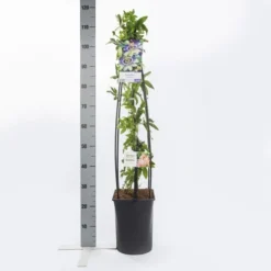 Passiebloem (Passiflora Caerulea) 12 Passiebloem (Passiflora Caerulea) -Tuin Puur Verkoop passiflora caerulea1.00 1.25