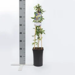 Passiebloem (Passiflora Caerulea) 11 Passiebloem (Passiflora Caerulea) -Tuin Puur Verkoop passiflora caerulea