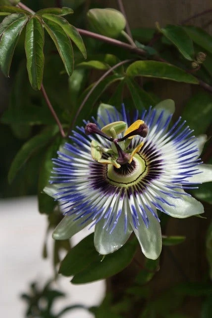 Passiebloem (Passiflora Caerulea) 6 Passiebloem (Passiflora Caerulea) - Afbeelding 5
