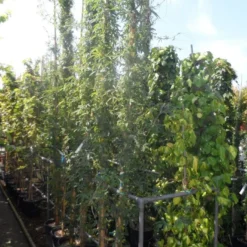 Passiebloem (Passiflora Caerulea) 15 Passiebloem (Passiflora Caerulea) -Tuin Puur Verkoop passiflora caerulea 300 400 c25