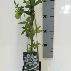 Passiebloem (Passiflora Caerulea) 16 Passiebloem (Passiflora Caerulea) -Tuin Puur Verkoop passiflora caerulea 50 60 c2 1