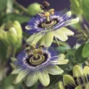 Passiebloem (Passiflora Caerulea) -Tuin Puur Verkoop passiflora caerulea 2