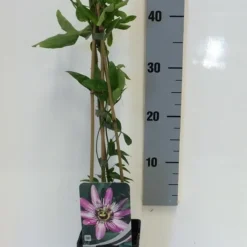 Passiebloem (Passiflora 'Victoria') 7 Passiebloem (Passiflora 'Victoria') -Tuin Puur Verkoop passiflora victoria 50 60 c2