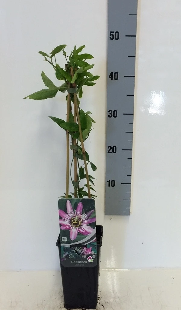 Passiebloem (Passiflora 'Victoria') 5 Passiebloem (Passiflora 'Victoria') - Afbeelding 3