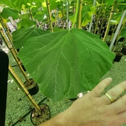 Anna Paulownaboom (Paulownia Fortunei 'Fast Blue') 9 Anna Paulownaboom (Paulownia Fortunei 'Fast Blue') -Tuin Puur Verkoop paulownia fortunei fast blue 3 1
