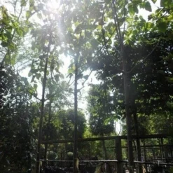 Anna Paulownaboom (Paulownia Tomentosa) 9 Anna Paulownaboom (Paulownia Tomentosa) -Tuin Puur Verkoop paulownia tomentosa 20 25 30ho c200