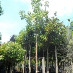 Anna Paulownaboom (Paulownia Tomentosa) 10 Anna Paulownaboom (Paulownia Tomentosa) -Tuin Puur Verkoop paulownia tomentosa 35 40ho c350