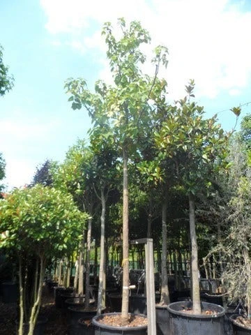 Anna Paulownaboom (Paulownia Tomentosa) 6 Anna Paulownaboom (Paulownia Tomentosa) - Afbeelding 4