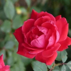 Klimroos (Rosa 'Paul's Scarlet Climber') -Tuin Puur Verkoop paulsscarletclimber