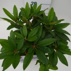 Rhododendron (Rhododendron 'Percy Wiseman') -Tuin Puur Verkoop percy wiseman c2 boven