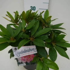 Rhododendron (Rhododendron 'Percy Wiseman') -Tuin Puur Verkoop percy wiseman c2 zij