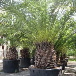 Canarische Dadelpalm (Phoenix Canariensis) -Tuin Puur Verkoop phoenix canariensi