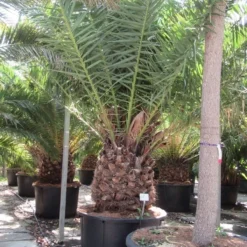 Canarische Dadelpalm (Phoenix Canariensis) -Tuin Puur Verkoop phoenix canariensi 2