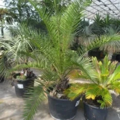 Canarische Dadelpalm (Phoenix Canariensis) -Tuin Puur Verkoop phoenix canariensis 150 200 c90