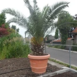 Canarische Dadelpalm (Phoenix Canariensis) -Tuin Puur Verkoop phoenix canariensis 250 300 c500 solitair
