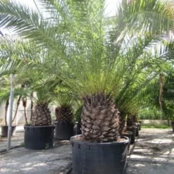 Canarische Dadelpalm (Phoenix Canariensis) -Tuin Puur Verkoop phoenix canariensis 2
