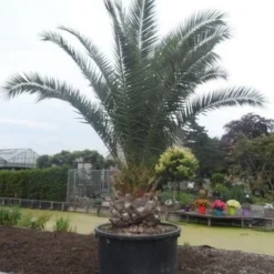 Canarische Dadelpalm (Phoenix Canariensis) -Tuin Puur Verkoop phoenix canariensis 350 400 c1000 solitair