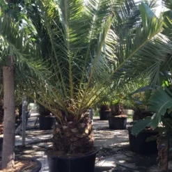 Canarische Dadelpalm (Phoenix Canariensis) -Tuin Puur Verkoop phoenix canariensis 350400cm