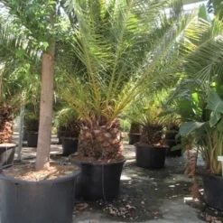 Canarische Dadelpalm (Phoenix Canariensis) -Tuin Puur Verkoop phoenix canariensis 3