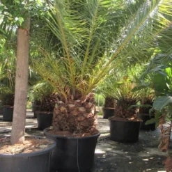 Canarische Dadelpalm (Phoenix Canariensis) -Tuin Puur Verkoop phoenix canariensis 4