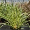 Nieuw-Zeelands Vlas (Phormium 'Duet') 2 Nieuw-Zeelands Vlas (Phormium 'Duet') -Tuin Puur Verkoop phormium