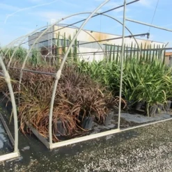 Nieuw Zeelands Vlas (Phormium Tenax 'Purpureum') -Tuin Puur Verkoop phormium 1
