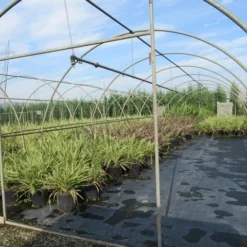 Nieuw Zeelands Vlas (Phormium Tenax) 9 Nieuw Zeelands Vlas (Phormium Tenax) -Tuin Puur Verkoop phormium 2