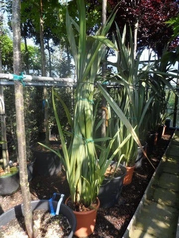 Nieuw Zeelands Vlas (Phormium Tenax) 4 Nieuw Zeelands Vlas (Phormium Tenax) - Afbeelding 2