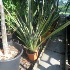 Nieuw Zeelands Vlas (Phormium Tenax) 8 Nieuw Zeelands Vlas (Phormium Tenax) -Tuin Puur Verkoop phormium tenax c7